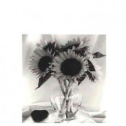 BLACK AND WHITE SUNFLOWERS